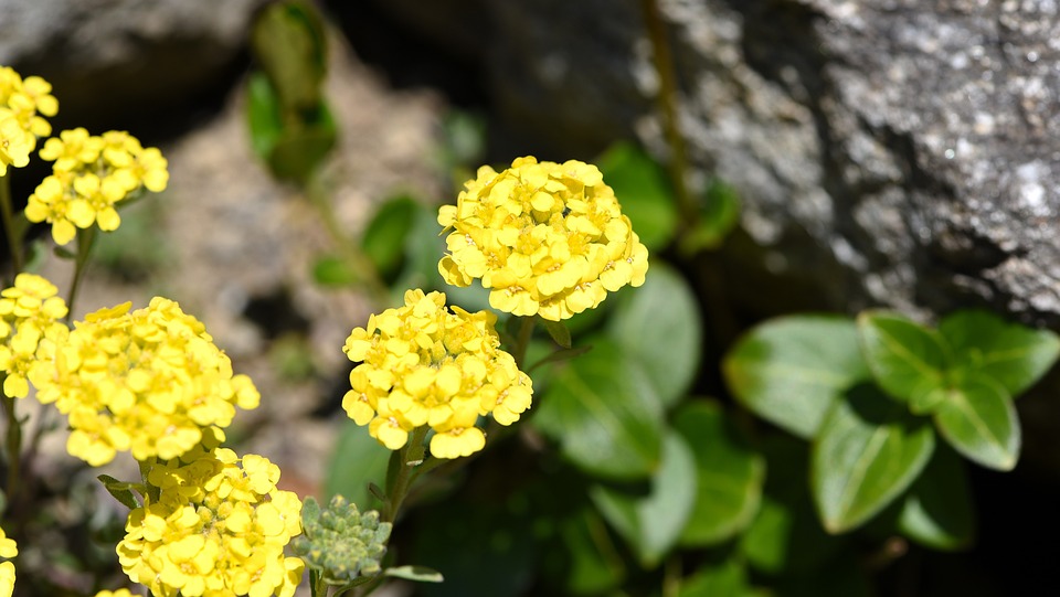 flower, yellow, spring flower