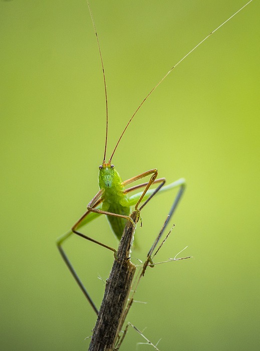 sickle-bearing bush-cricket, insect, animal