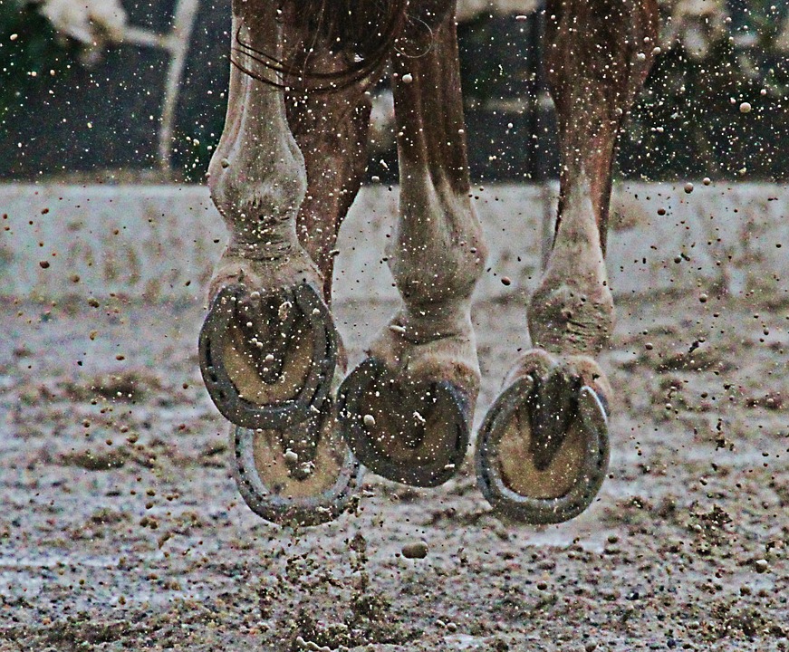 horse, hooves, mud