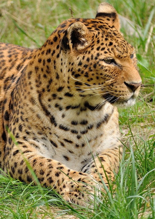 leopard, predator, wildcat