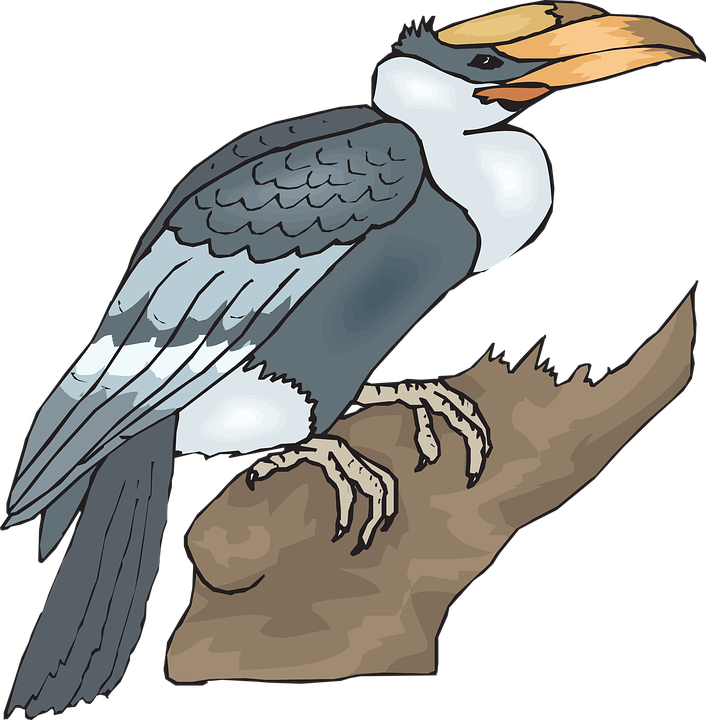 bird, large, hornbill