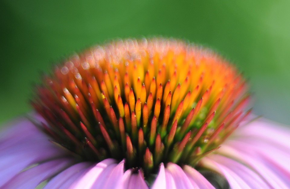 echinacea, flower, bud