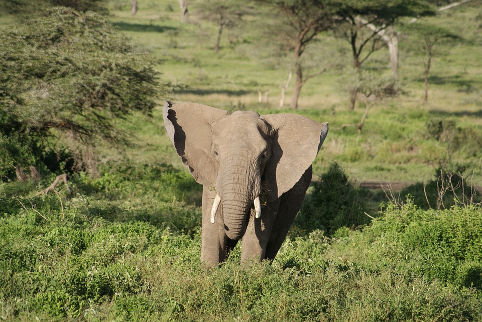 elephant, africa, animal