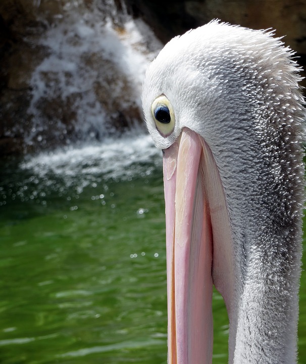 pelican, bird, face