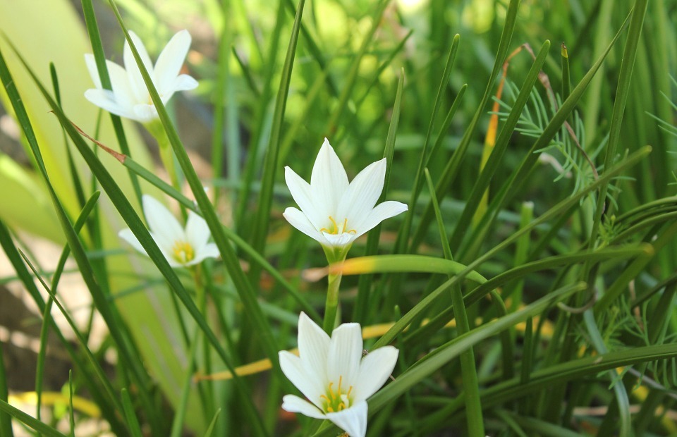white flower, flower, small flower