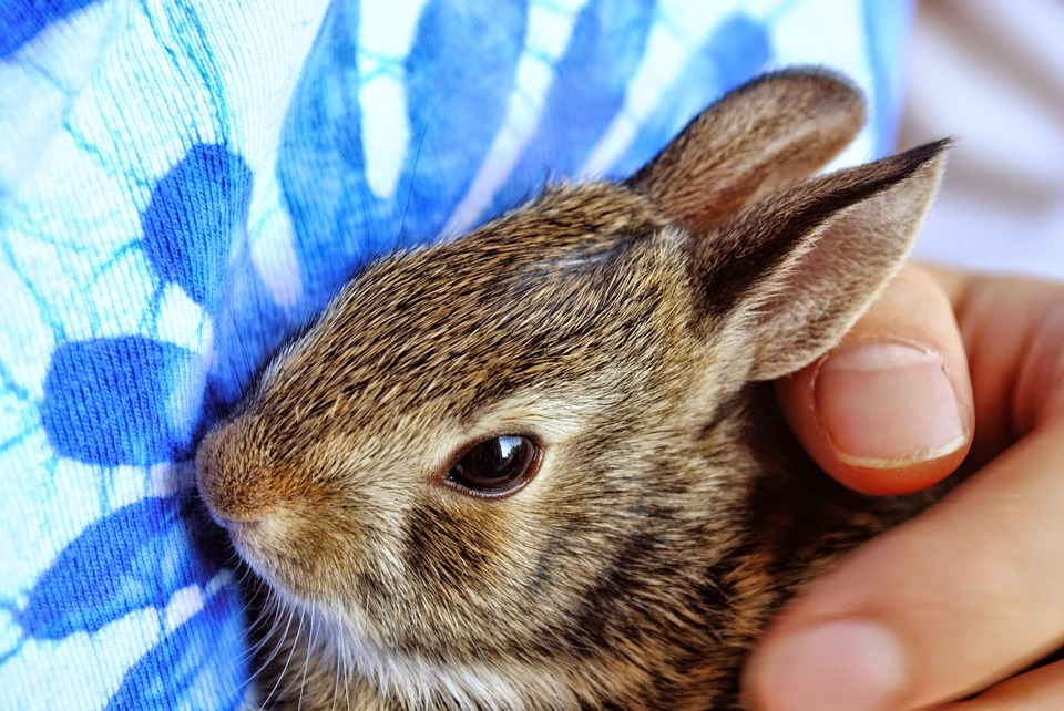 bunny, baby bunny, baby rabbit