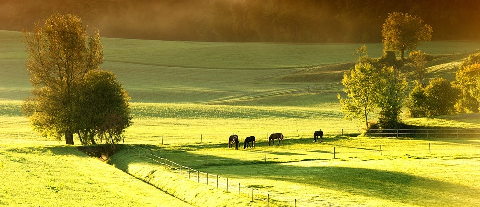 horses, meadow, spring