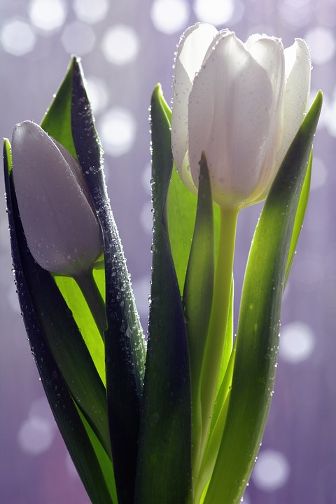tulip, flower, white