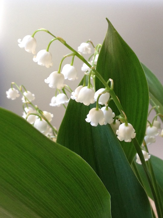 lilly of the valley, white flower, spring