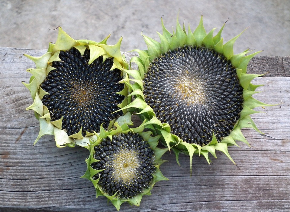 sunflower, autumn, seeds