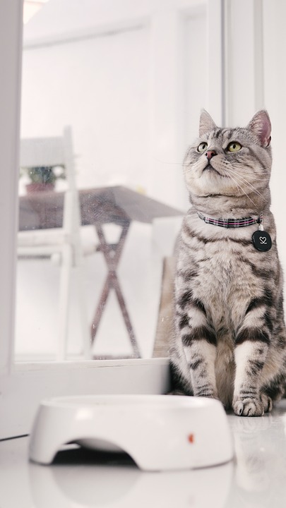 cat mia, introduction to american shorthair cat, sitting position