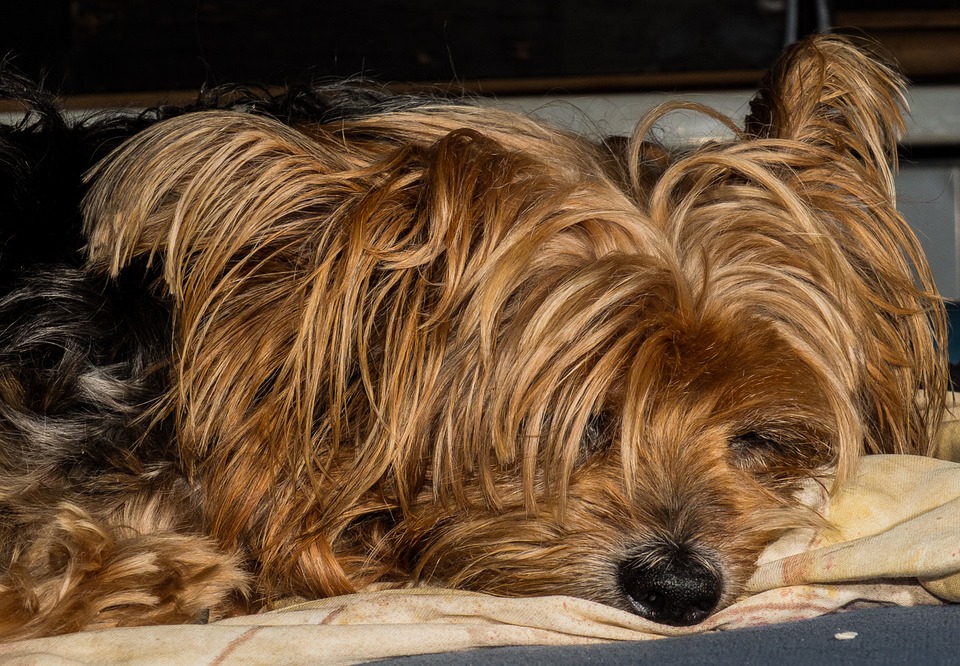 dog, yorkshire terrier, lazy dog
