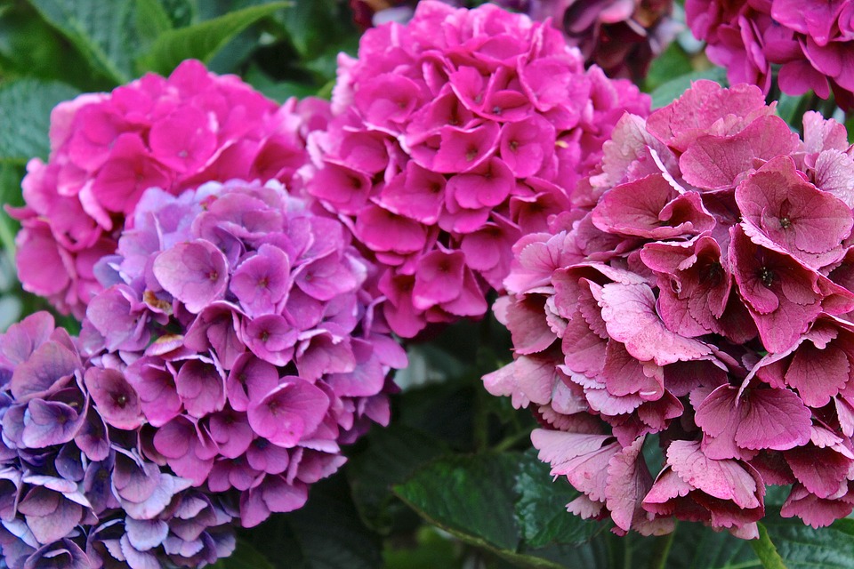 hydrangeas, flowers, pink