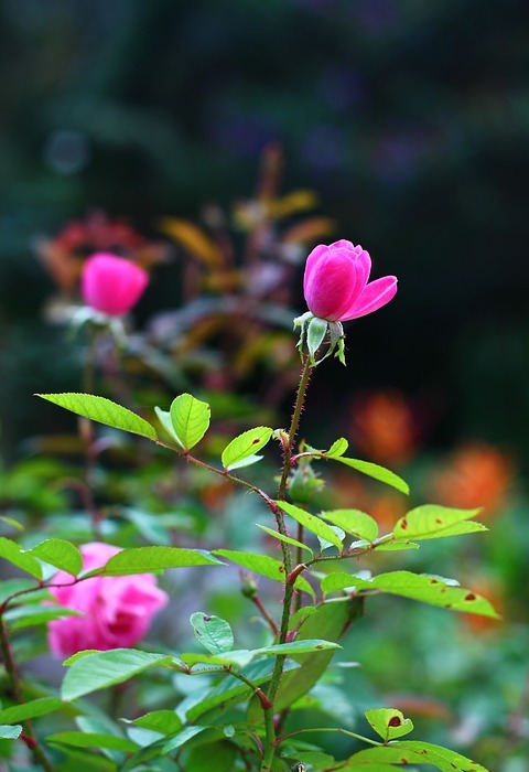 rosa, flower, spring