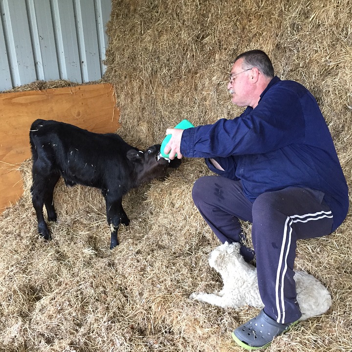 feeding calves, farm, baby calf