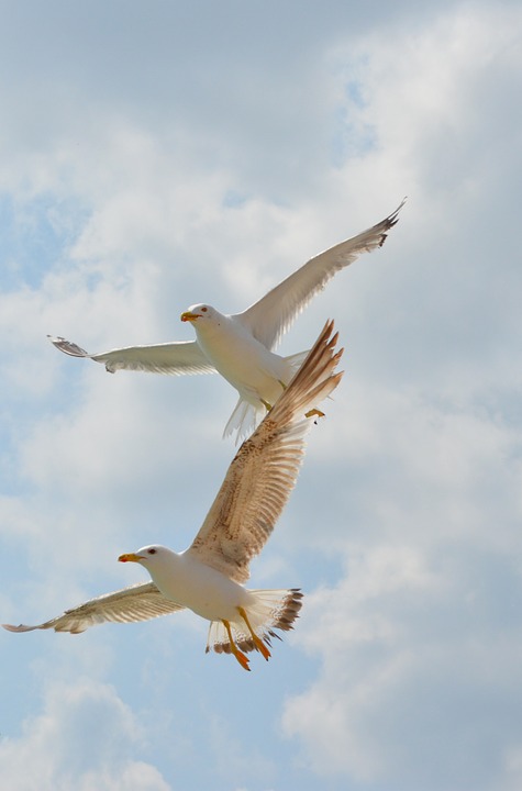 seagull, birds, flight