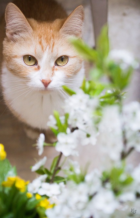 cat, favorite, spring