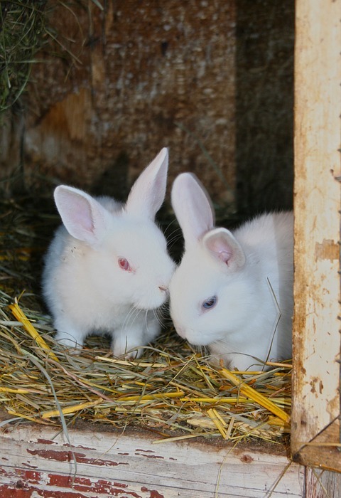 rabbit, young rabbits, white