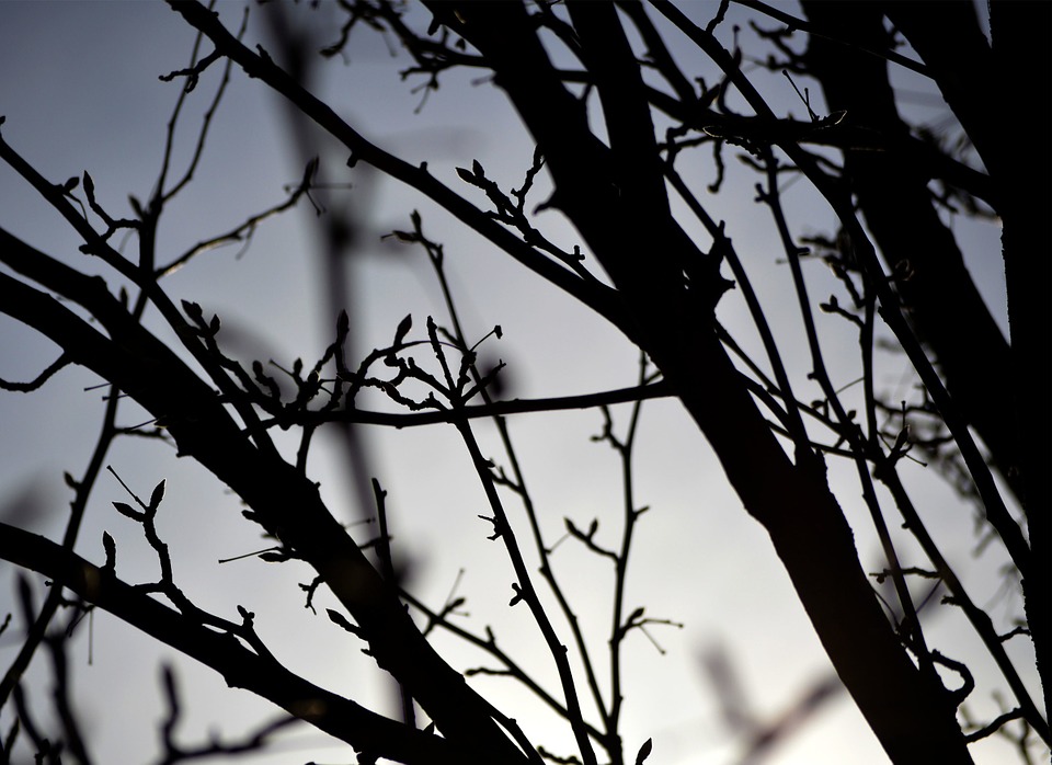 tree, branches, silhouette