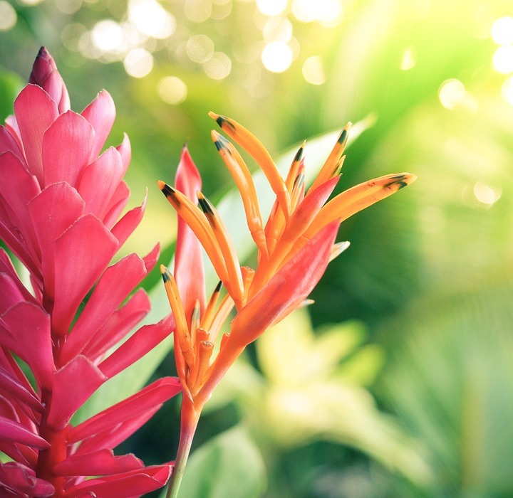 flower, hawaii, exotic