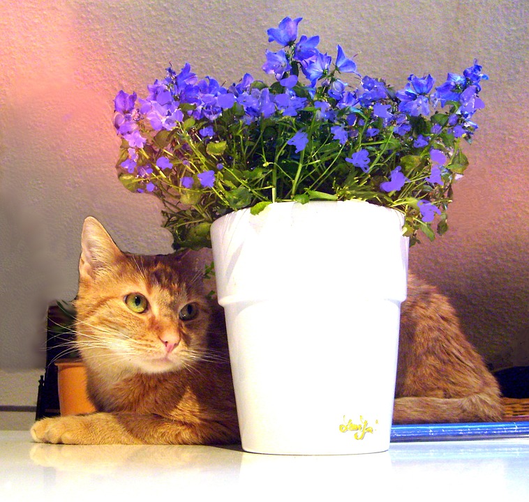 cat, flower pot, flowers