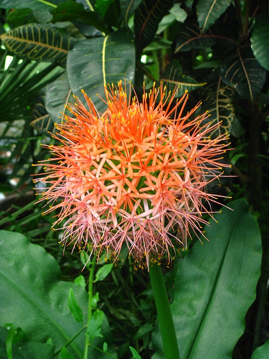 tropical flower, flower, exotic