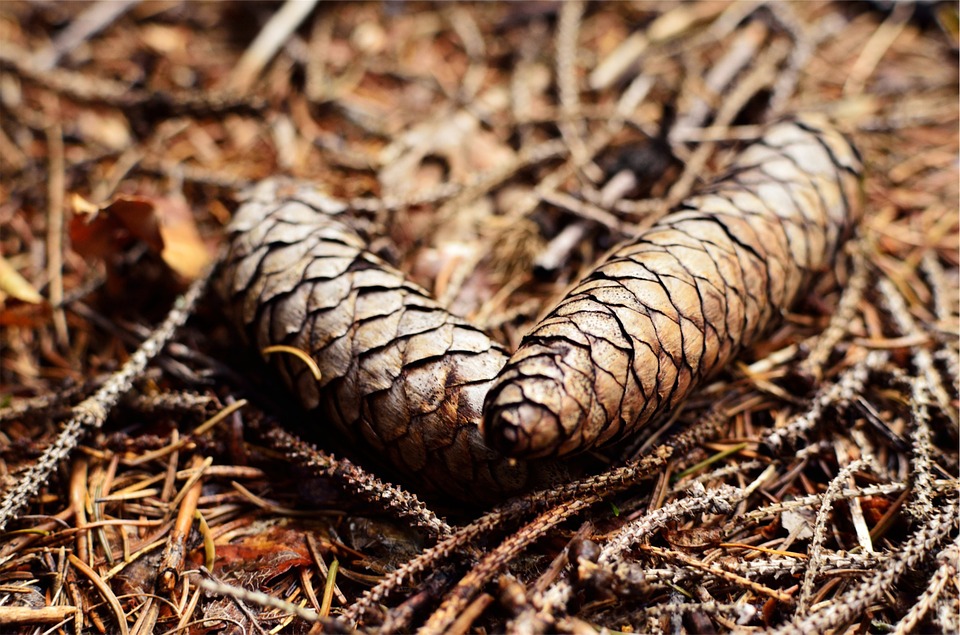 pine cones, ground, brown