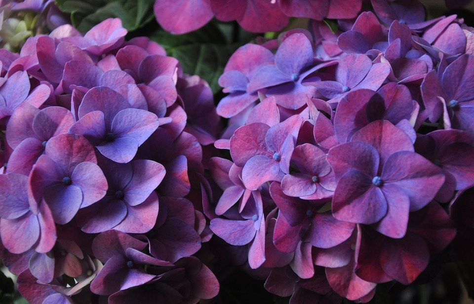 hydrangea, plant, violet