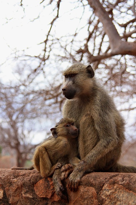 monkey, baby, animal