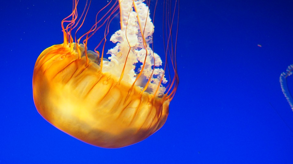 jellyfish, water, underwater