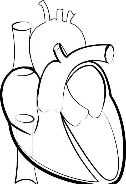 heart outline, medical students, heart illustration