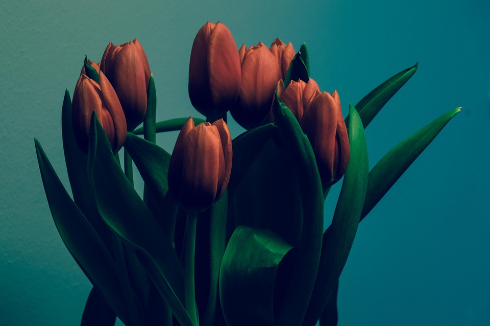 tulips, bunch, decoration