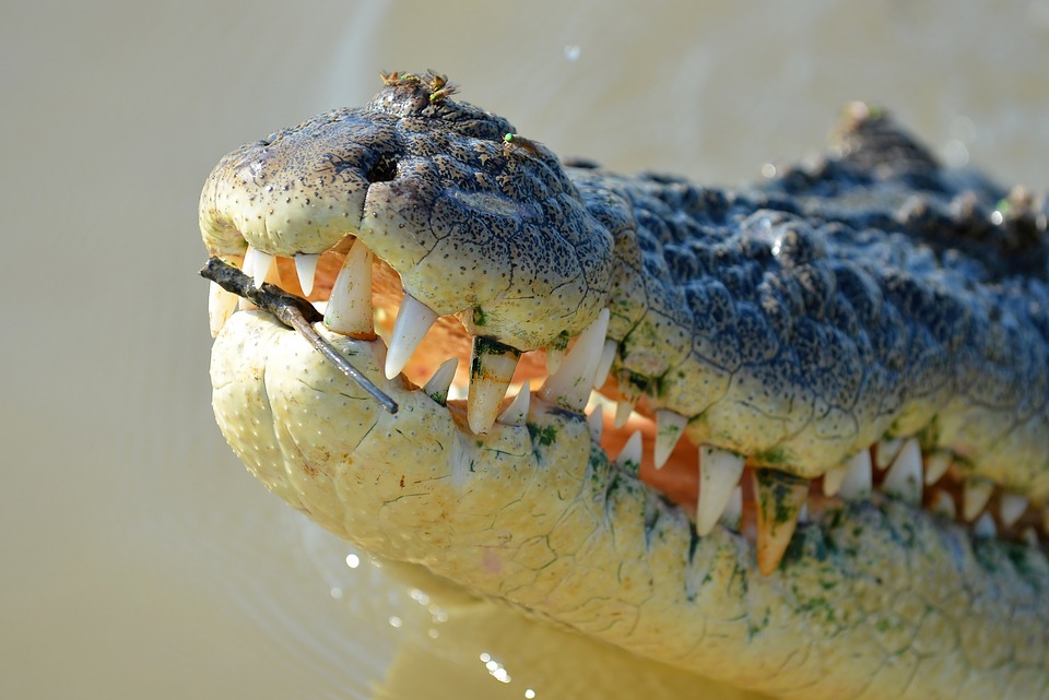 crocodile, close up, reptile