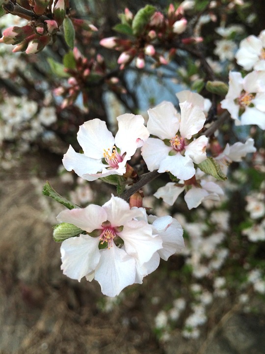 cherry blossom, spring flowers, spring