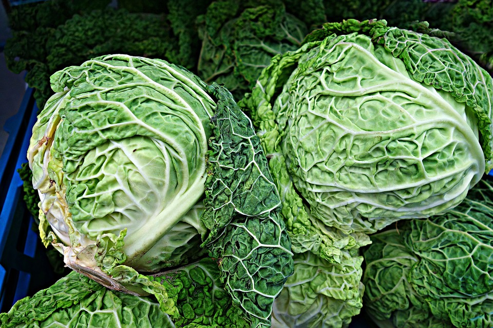 savoy cabbage, cabbage, brassica oleracea