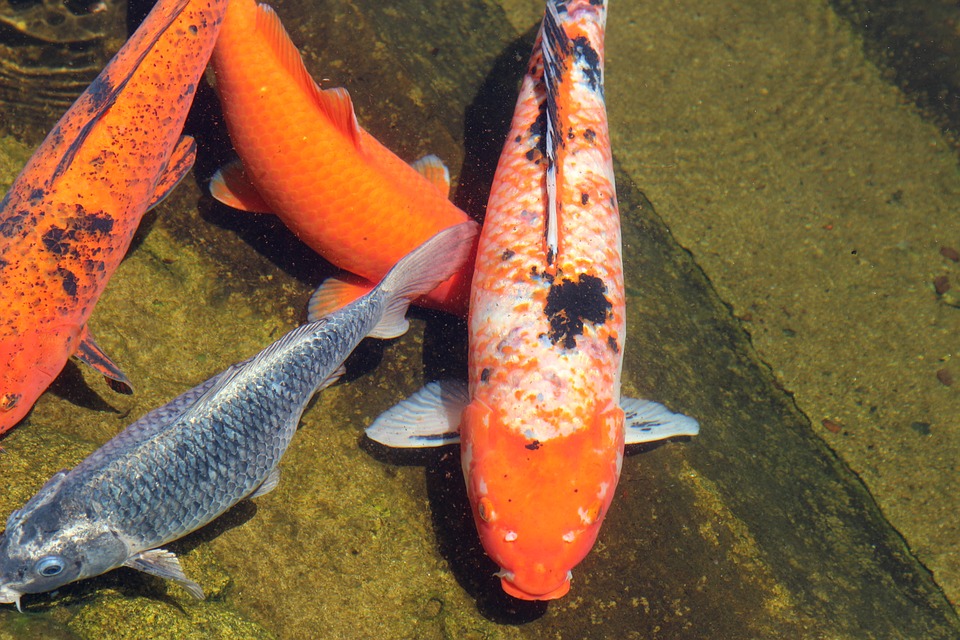 carp, fish, color