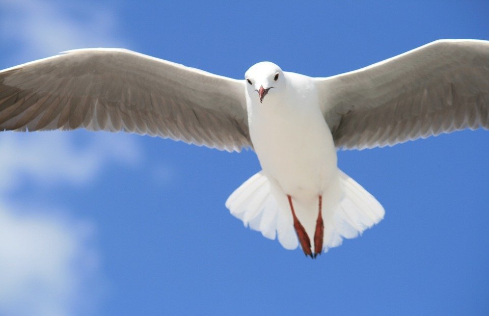 seagull, gull, animal