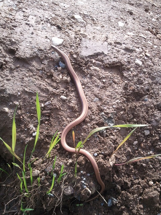 slow worm, reptile, snake