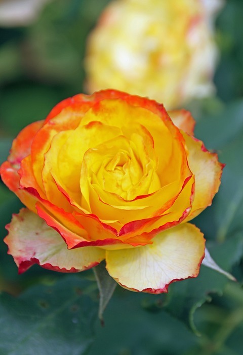 rosebush, yellow, orange border