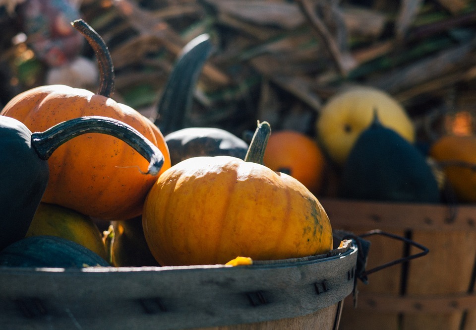 pumpkin, harvest, fall