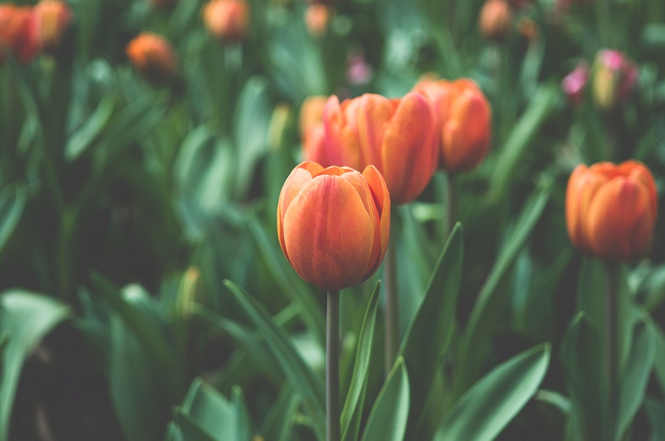 orange, tulips, flowers