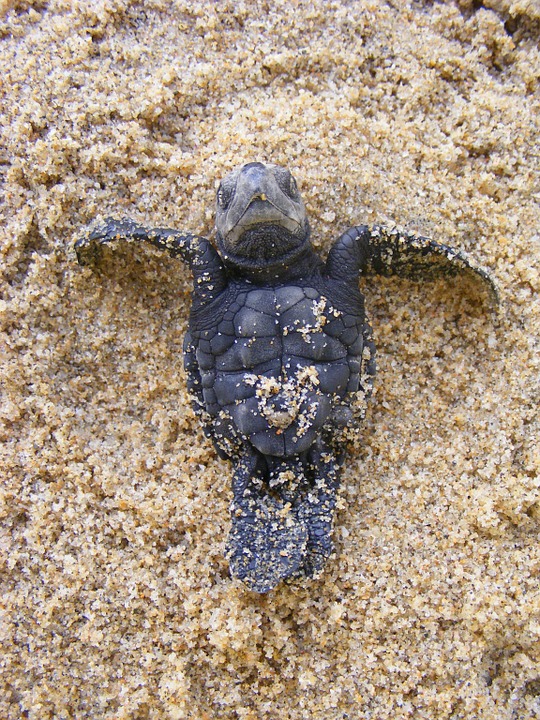 baby sea turtle, olive ridley turtle, baby