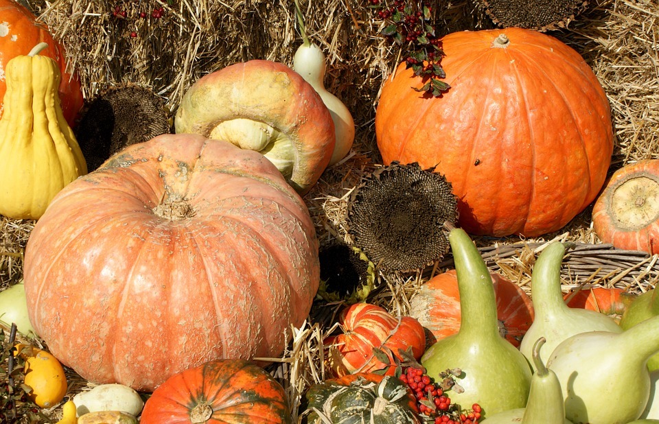 pumpkins, harvest, thanksgiving
