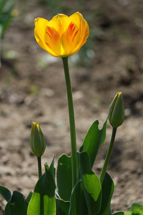 tulip, yellow, flowers