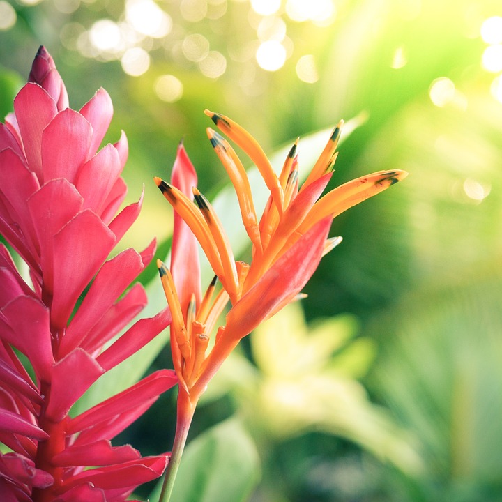 flower, hawaii, exotic
