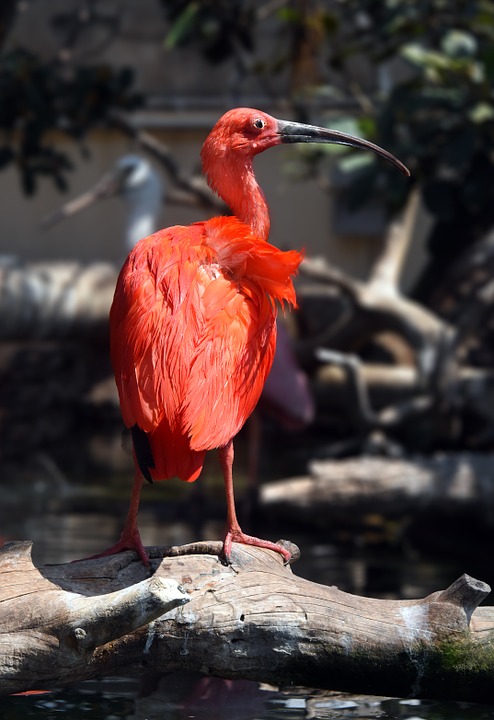 ibis, red, bird