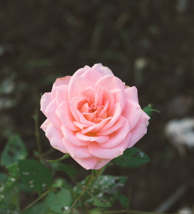 pink rose, rose, flora