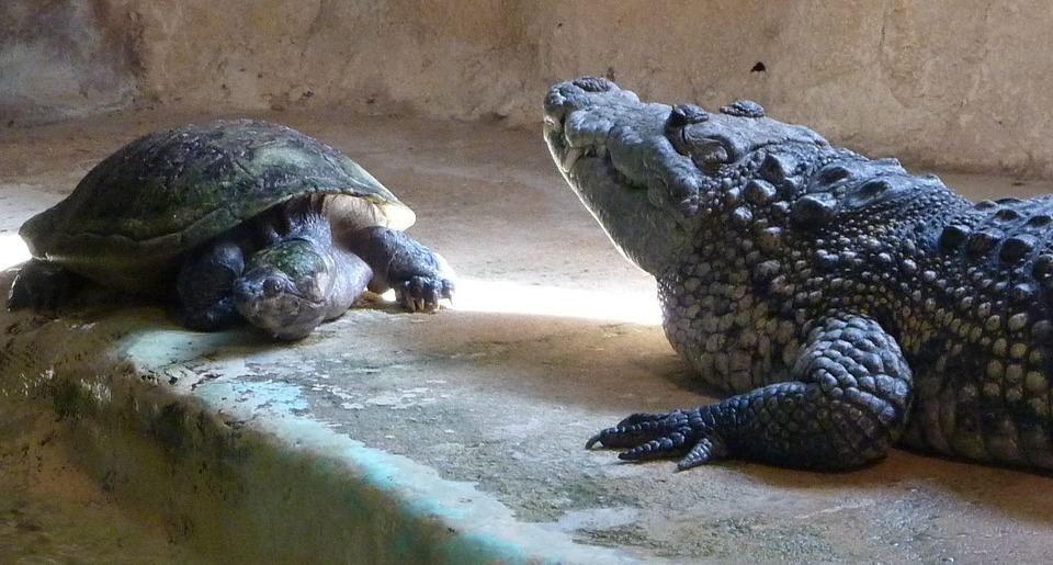 turtle, crocodile, animals