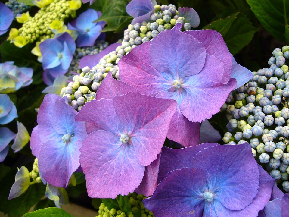 blue hydrangea, flowers, floral