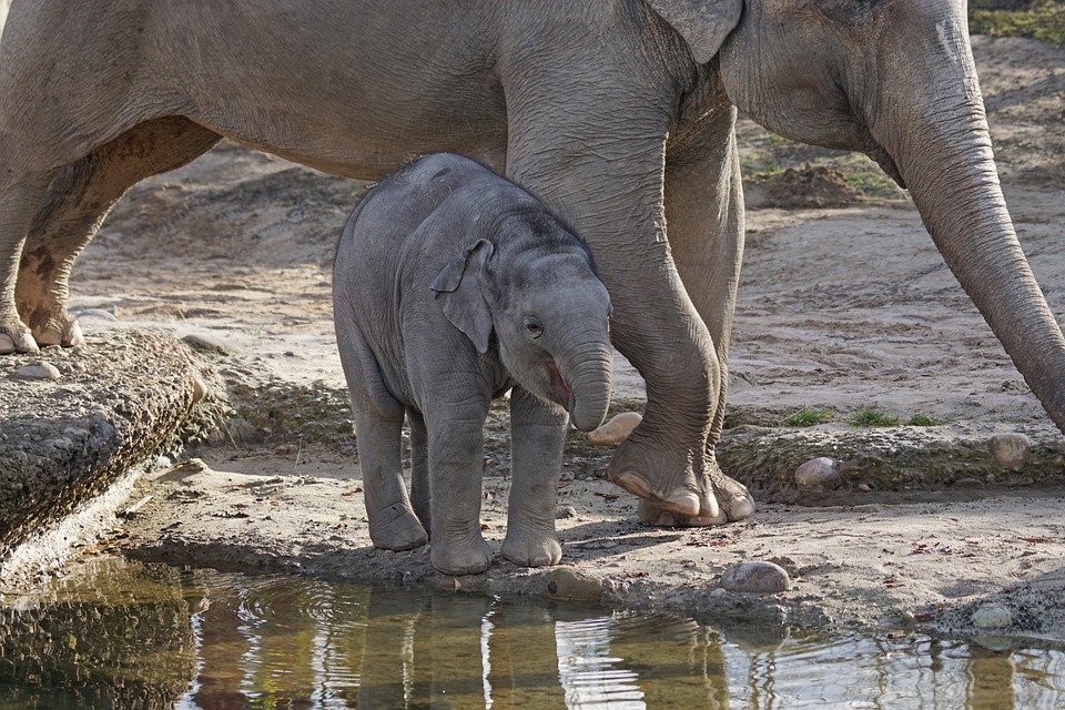 elephant, baby, zoo